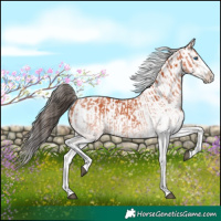Horse Color:White Spotted Bay Splash  and White Spotted Bay Splash 