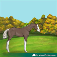 Horse Color:Silver Black Splash 
