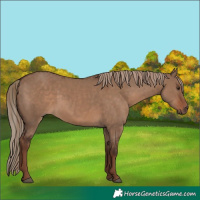 Horse Color:Liver Red Dun  and Liver Red Dun 