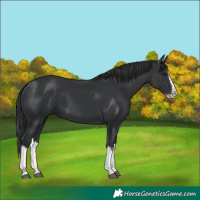 Horse Color:Black Splash