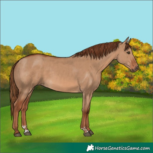 Horse Color:Red Dun  and Red Dun 