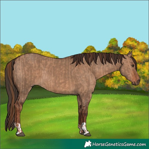 Horse Color:Red Dun  and Liver Red Dun 