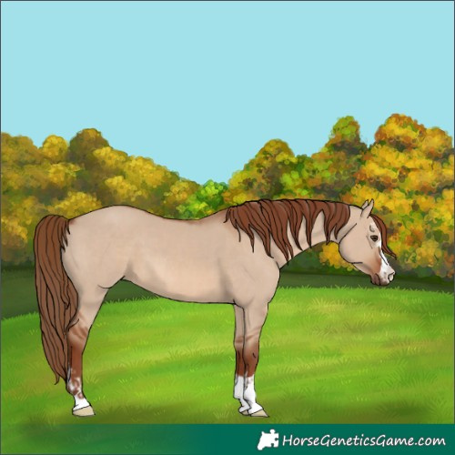 Horse Color:Red Dun  and Red Dun 