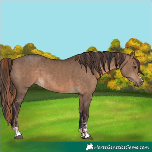 Horse Color:Liver Red Dun and Bay Dun