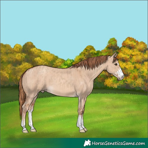 Horse Color:Red Dun  and Gold Champagne Dun 