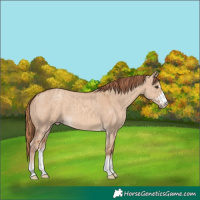 Horse Color:Red Dun and Gold Champagne Dun