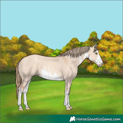 Horse Color:White Spotted Gold Champagne Dun
