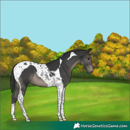 Horse Color:Black Tobiano 