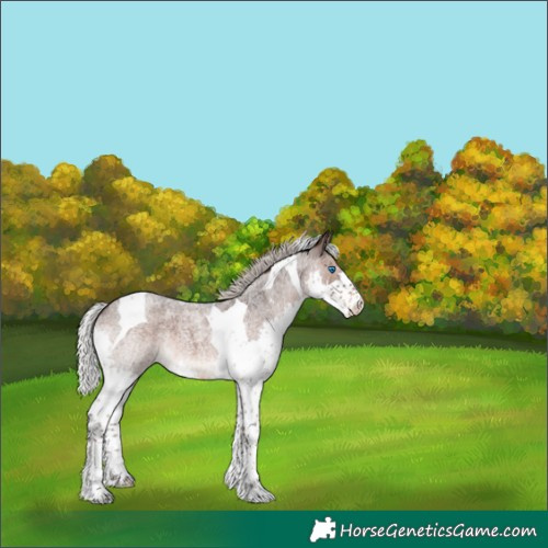 Horse Color:Silver Brown Roan Splash Tobiano 