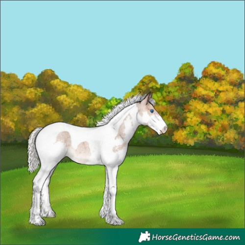 Horse Color:Silver Bay Roan Dun Splash Tobiano 