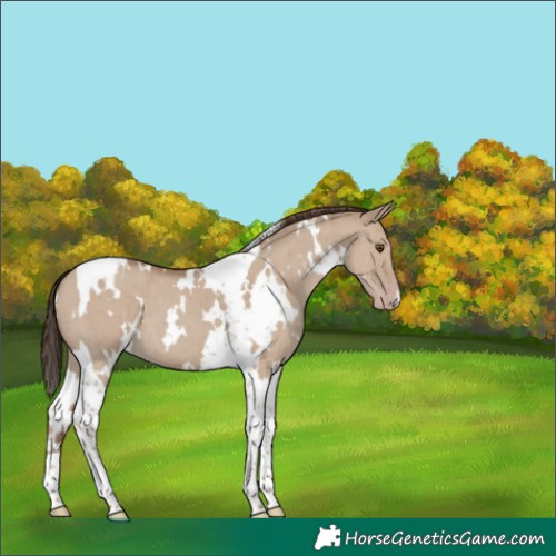Horse Color:White Spotted Classic Champagne Dun Tobiano Brindle 