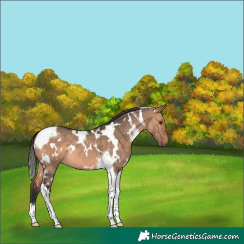 Horse Color:White Spotted Bay Dun Tobiano 