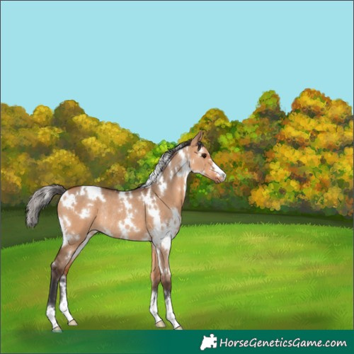 Horse Color:White Spotted Bay Dun Rabicano 