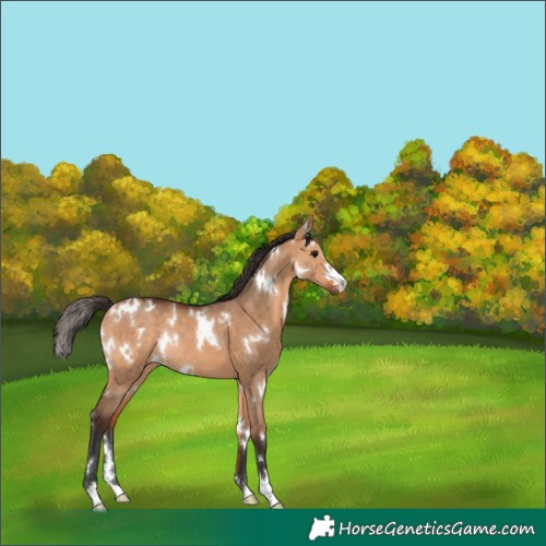 Horse Color:White Spotted Bay Dun Rabicano 