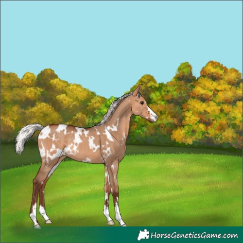 Horse Color:White Spotted Silver Bay Dun Rabicano 