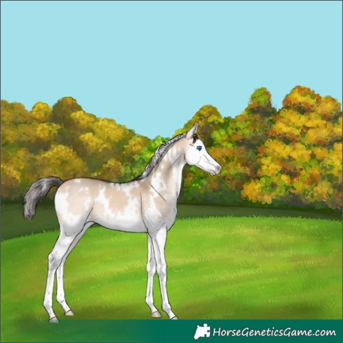 Horse Color:White Spotted Bay Dun Splash 