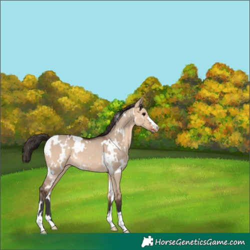Horse Color:White Spotted Bay Dun Rabicano