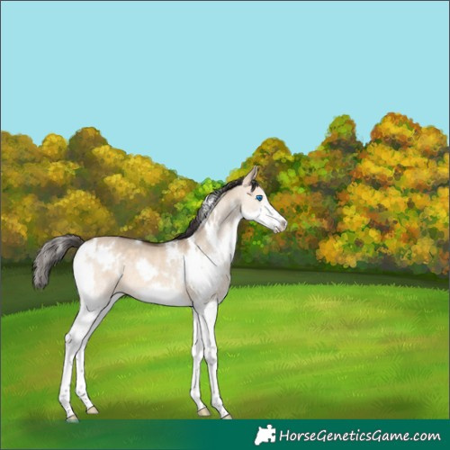 Horse Color:White Spotted Bay Dun Splash Rabicano 
