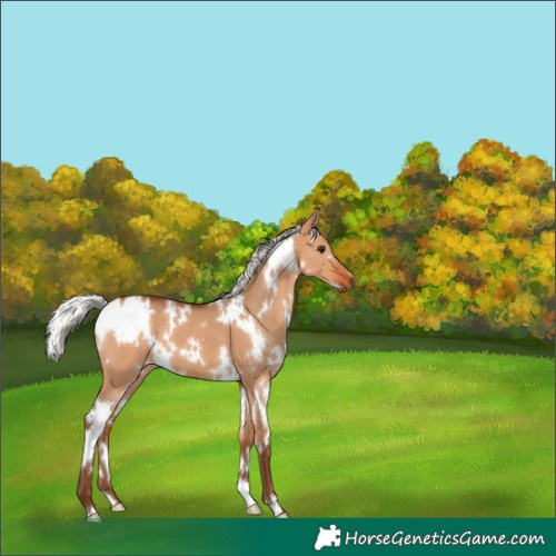 Horse Color:White Spotted Silver Bay Dun 