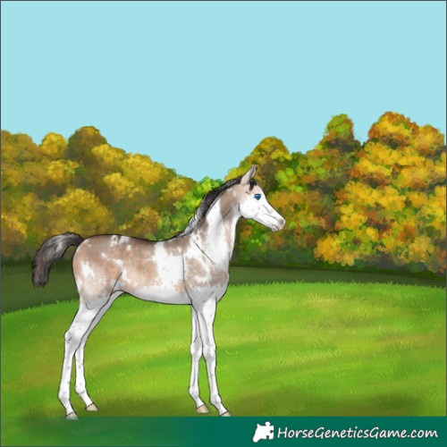 Horse Color:White Spotted Bay Dun Splash Rabicano 