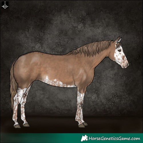 Horse Color:Liver Red Dun and Liver Red Dun Splash
