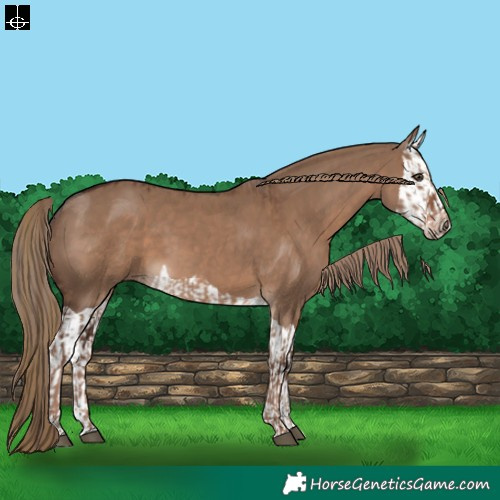 Horse Color:Liver Red Dun  and Liver Red Dun Splash 