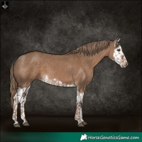 Horse Color:Liver Red Dun  and Liver Red Dun Splash 
