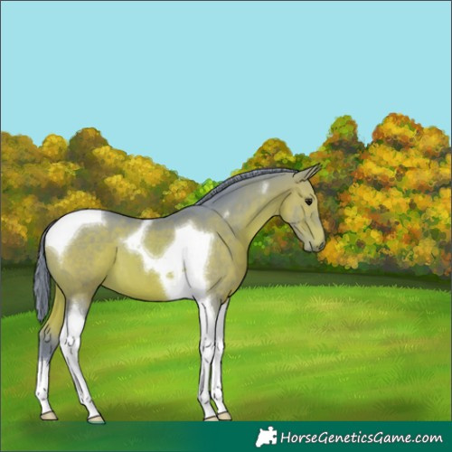 Horse Color:Watercolor Bay Tobiano 