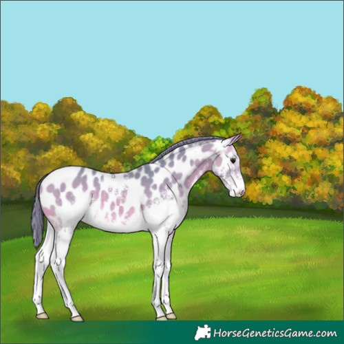 Horse Color:Watercolor White Spotted Buckskin Appaloosa 