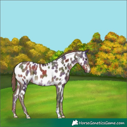 Horse Color:Nacre Liver Chestnut Ice Near Leopard 