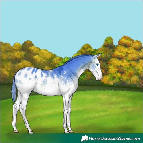 Horse Color:Watercolor White Spotted Brown Ice Splash Appaloosa 