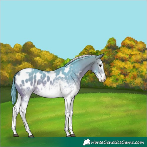 Horse Color:Watercolor White Spotted Buckskin Tobiano Near Leopard 