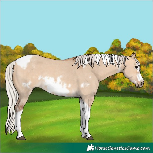 Horse Color:Silver Bay Dun Sabino Tobiano Frame Rabicano 