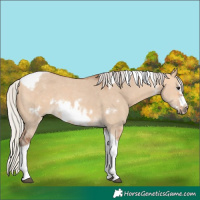 Horse Color:Silver Bay Dun Sabino Tobiano Frame Rabicano 