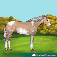 Horse Color:Silver Bay Dun Sabino Tobiano Frame Rabicano 