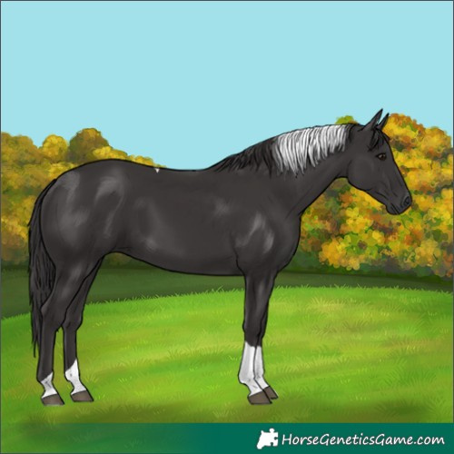 Horse Color:Smoky Black Tobiano 