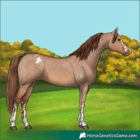 Horse Color:Red Dun  and Red Dun Varnish 