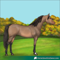 Horse Color:Bay Dun 