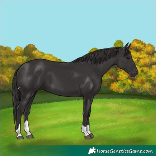 Horse Color:Smoky Black Tobiano