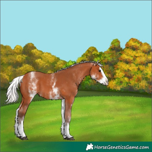 Horse Color:White Spotted Silver Bay Splash