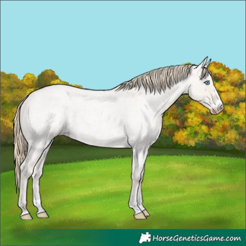 Horse Color:Smoky Creme Roan Dun 