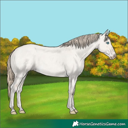 Horse Color:Smoky Creme Roan Dun