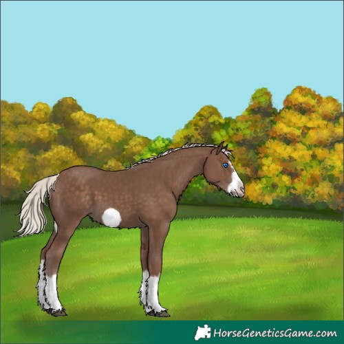 Horse Color:Silver Black Splash Frame 