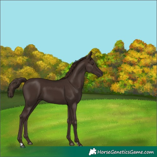 Horse Color:Liver Chestnut  and Liver Chestnut 