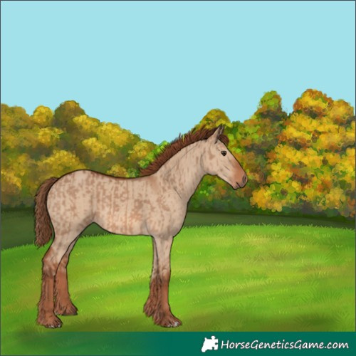 Horse Color:Red Dun and Red Dun