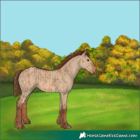 Horse Color:Red Dun and Red Dun