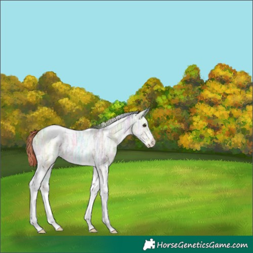 Horse Color:Nacre Plaid  White Spotted Bay Ice Dun Tobiano Varnish 
