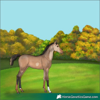 Horse Color:Red Dun  and Bay Dun 