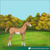 Horse Color:Chestnut Splash Frame 