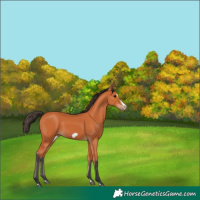 Horse Color:Bay Splash Frame 
